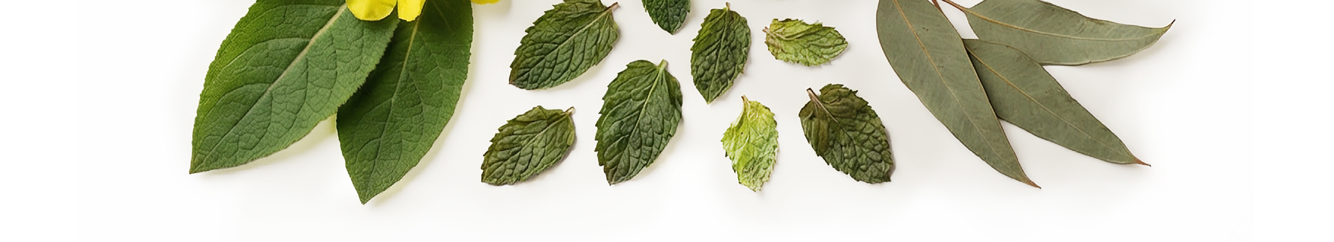 Doctor formulated Quit Smoking Bundle