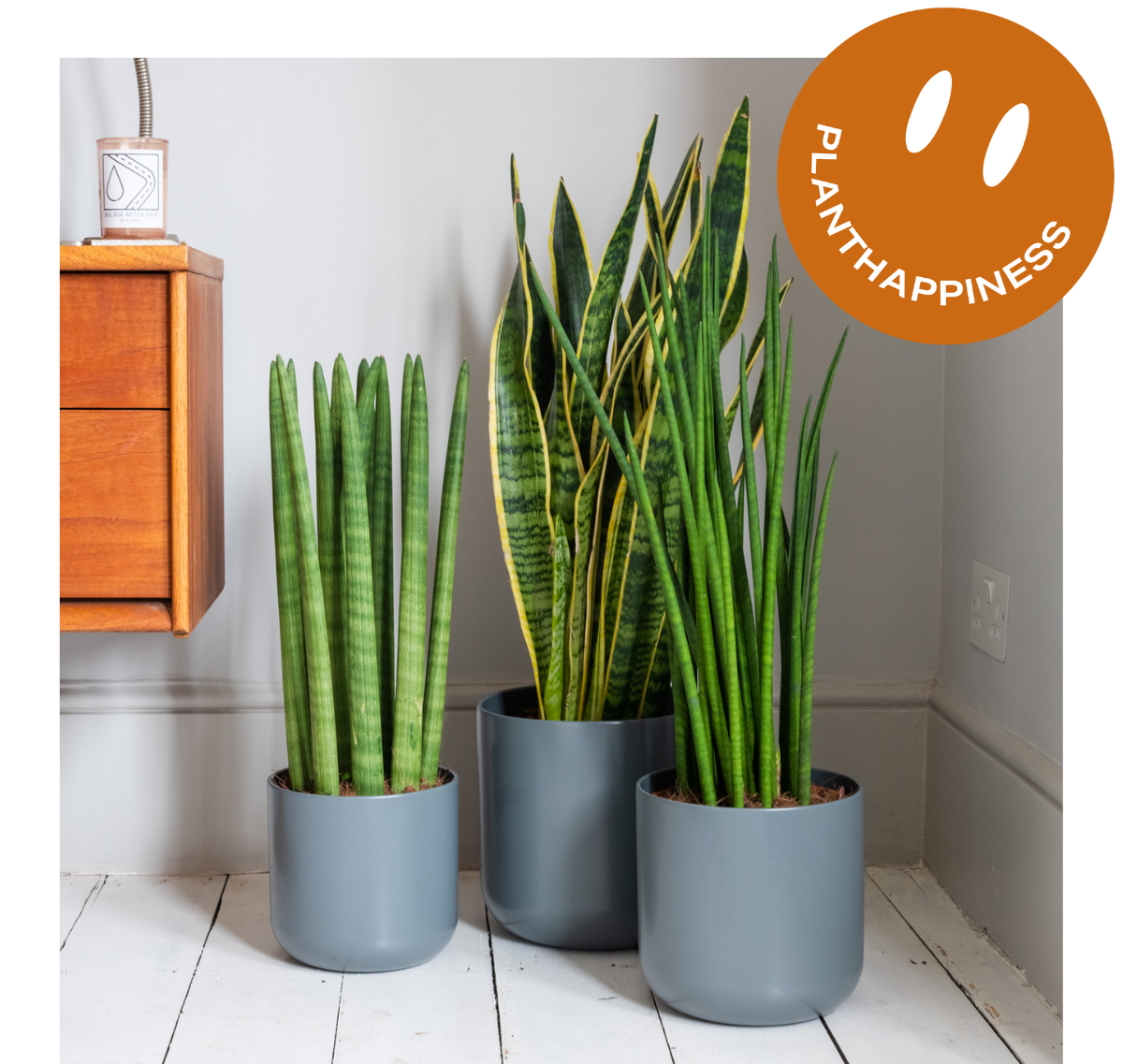 Low light? No problem The Stem