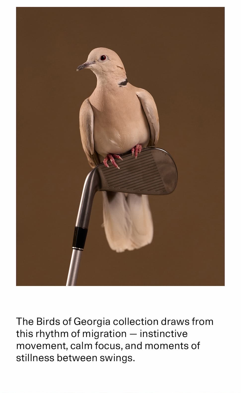 Malbon x Hand of The Artist: Birds of Georgia