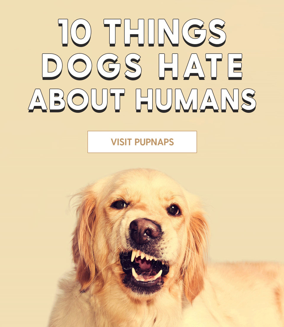 [Pupnaps Education] 3 things dogs hate about you Pupnaps