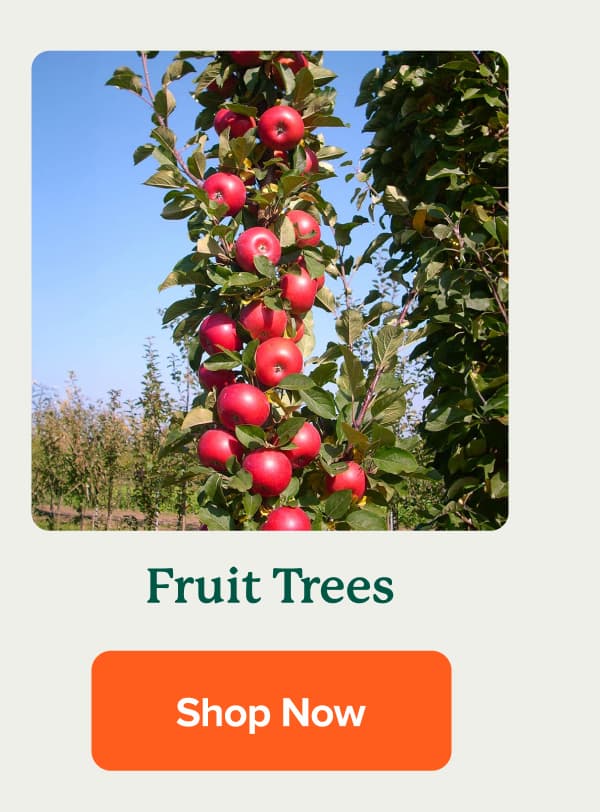 Shop Fruit Trees>>