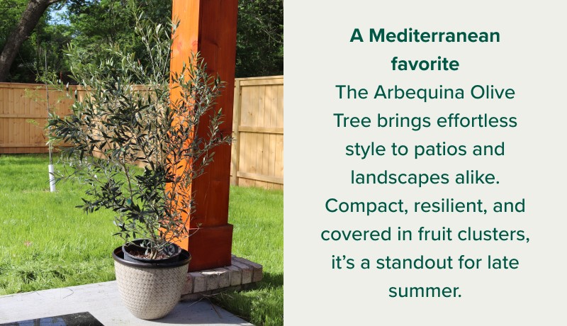 A Mediterranean favorite The Arbequina Olive Tree brings effortless style to patios and landscapes alike. Compact, resilient, and covered in fruit clusters, it’s a standout for late summer.