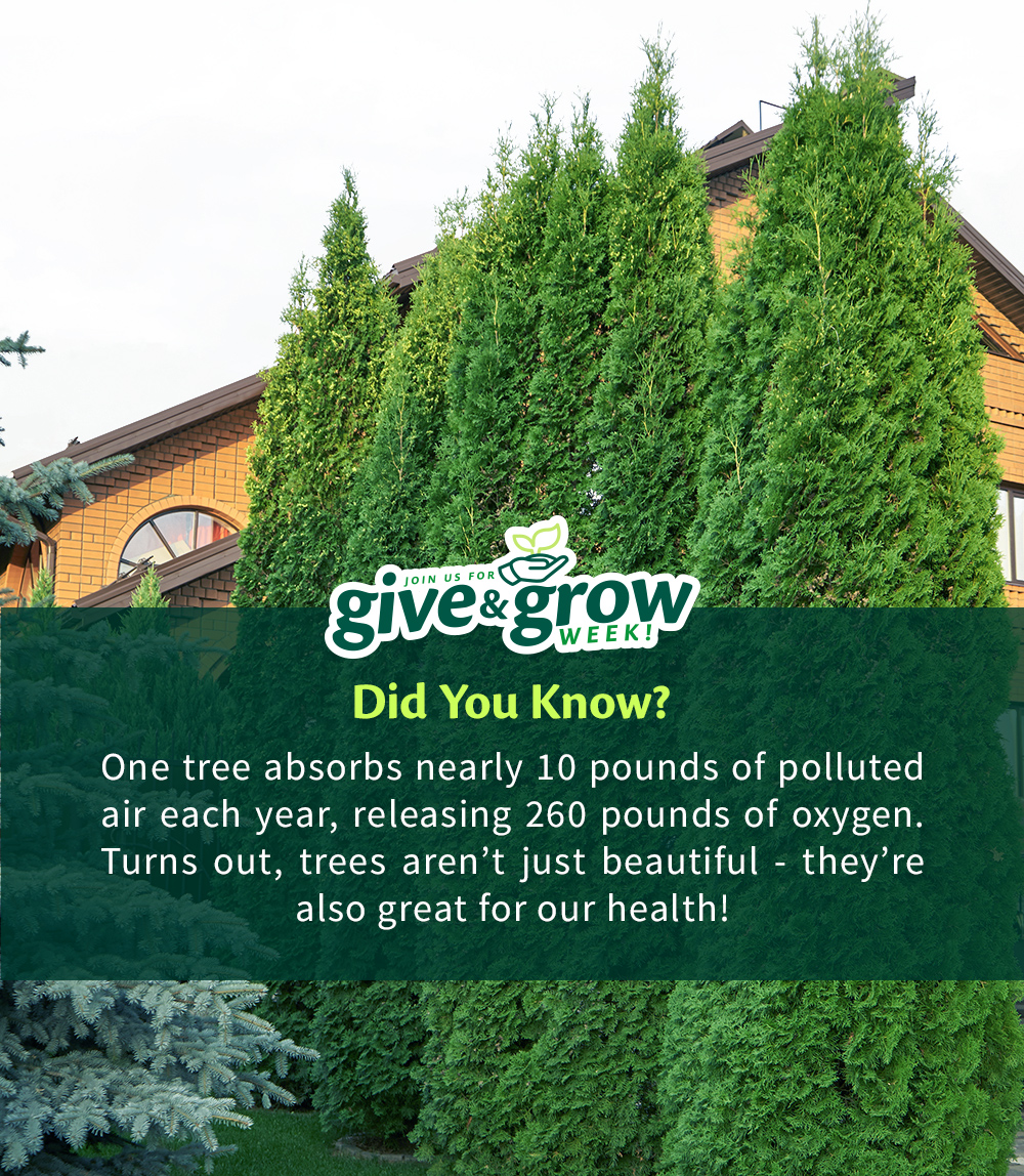 🌲 Evergreen Trees For Privacy Perfection Fast Growing Trees