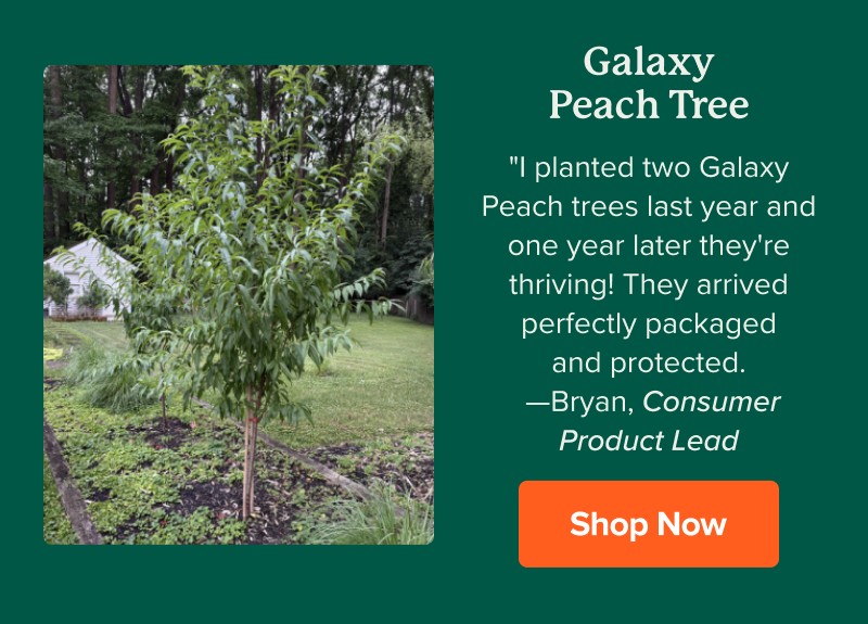 Galaxy Peach Tree "I planted two Galaxy Peach trees last year and one year later they're thriving! They arrived perfectly packaged and protected. —Bryan, Consumer Product Lead Shop Now>>