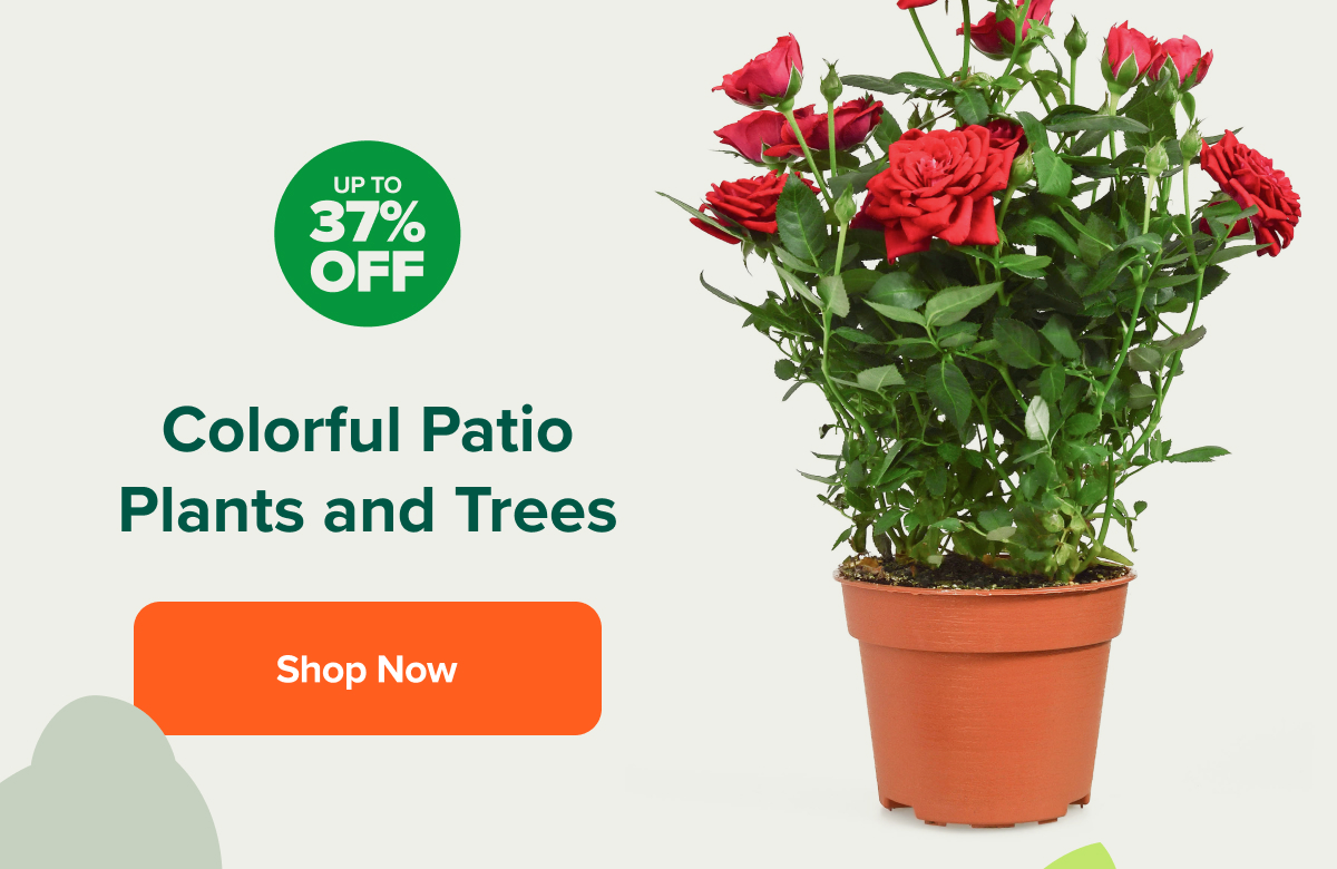 As seen in Homes & Gardens Fast Growing Trees