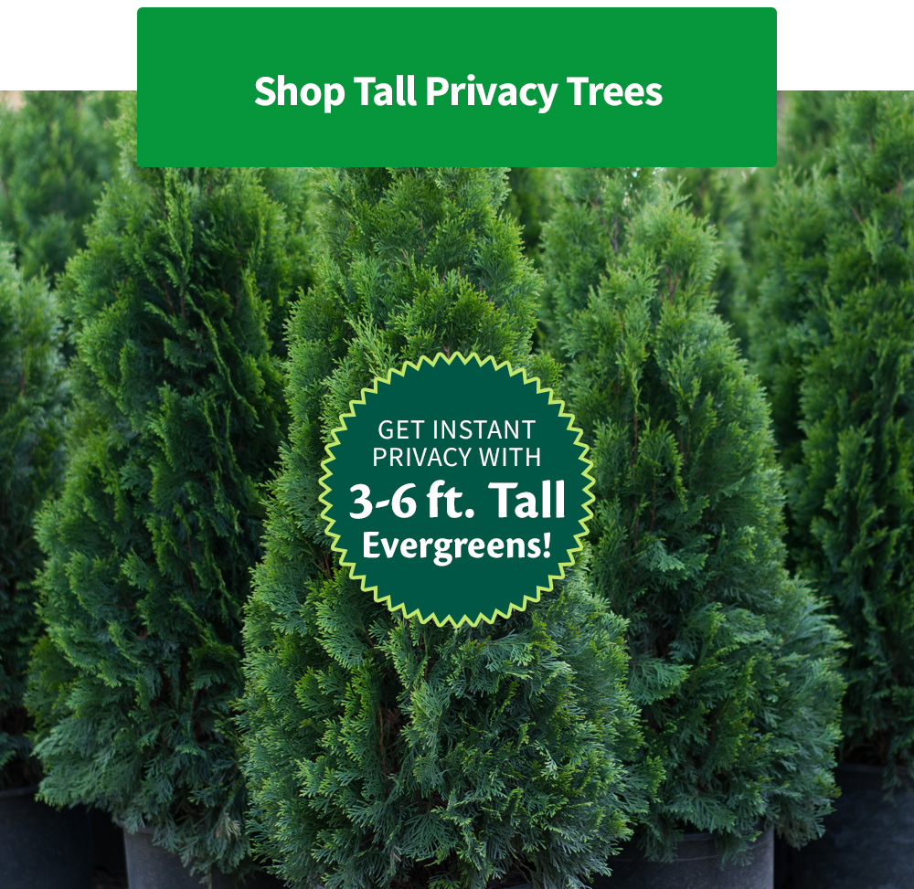 Your Yard + These Trees = 💚 Fast Growing Trees