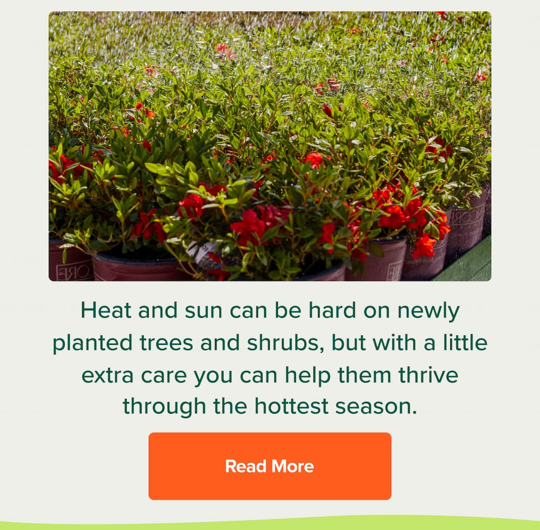 Heat and sun can be hard on newly planted trees and shrubs, but with a little extra care you can help them thrive through the hottest season. Shop Evergreens
