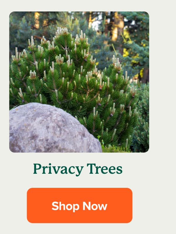 Shop Privacy Trees>>