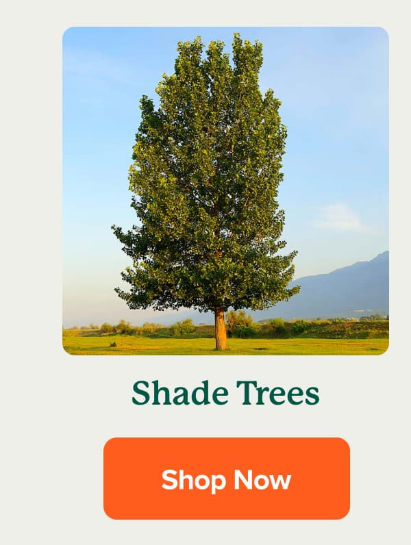 Shop Shade Trees>>