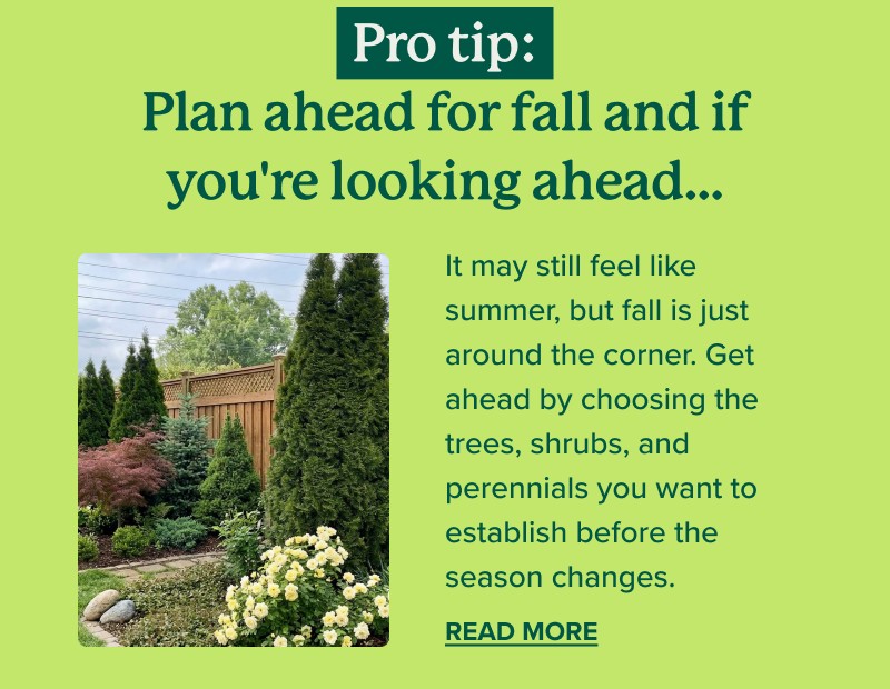 Pro tip: Plan ahead for fall and if you're looking ahead... It may still feel like summer, but fall is just around the corner. Get ahead by choosing the trees, shrubs, and perennials you want to establish before the season changes. Read More