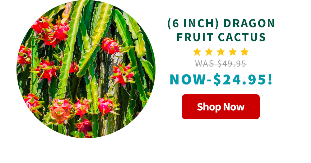 🐉 Dragon Deal Day! Fast Growing Trees