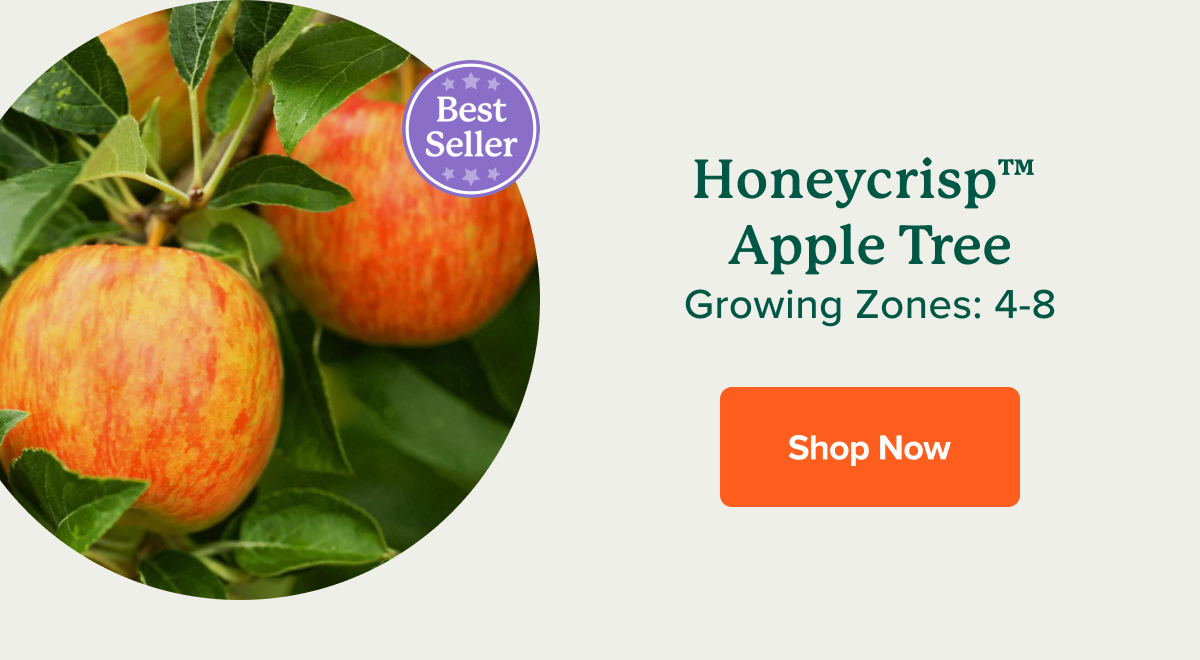🍎 Grow your own apples Fast Growing Trees
