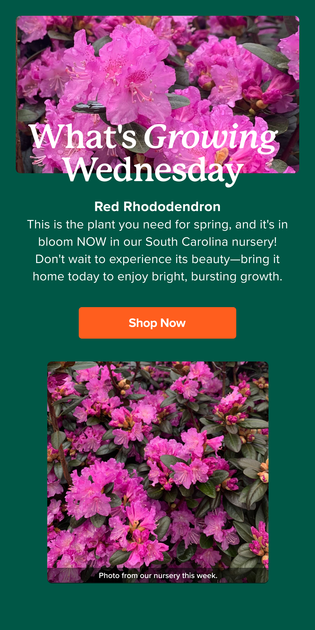 🔥 Hot plant alert 🔥 Fast Growing Trees