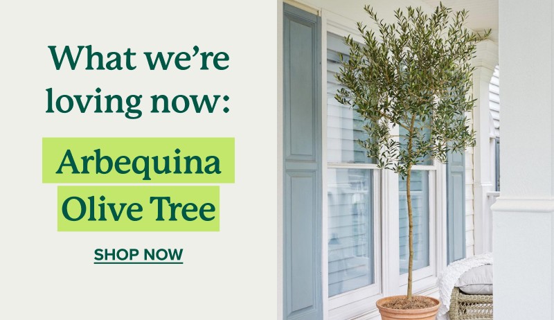 What we’re loving now: Arbequina Olive Tree Shop now