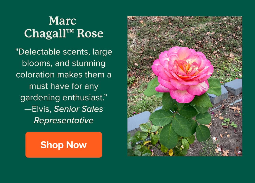 Marc  Chagall™ Rose "Delectable scents, large blooms, and stunning coloration makes them a must have for any gardening enthusiast.” —Elvis, Senior Sales Representative SHOP NOW>>