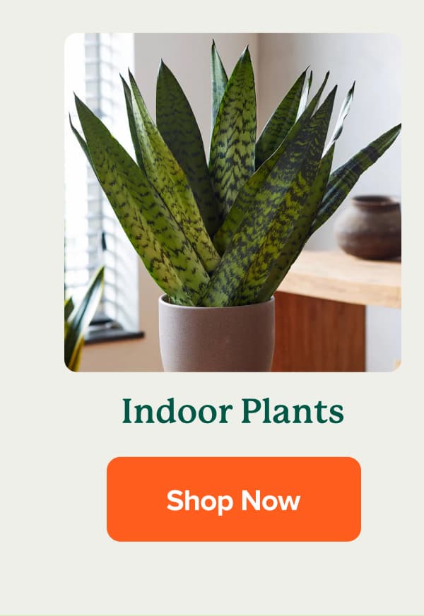 Shop Indoor Plants>>