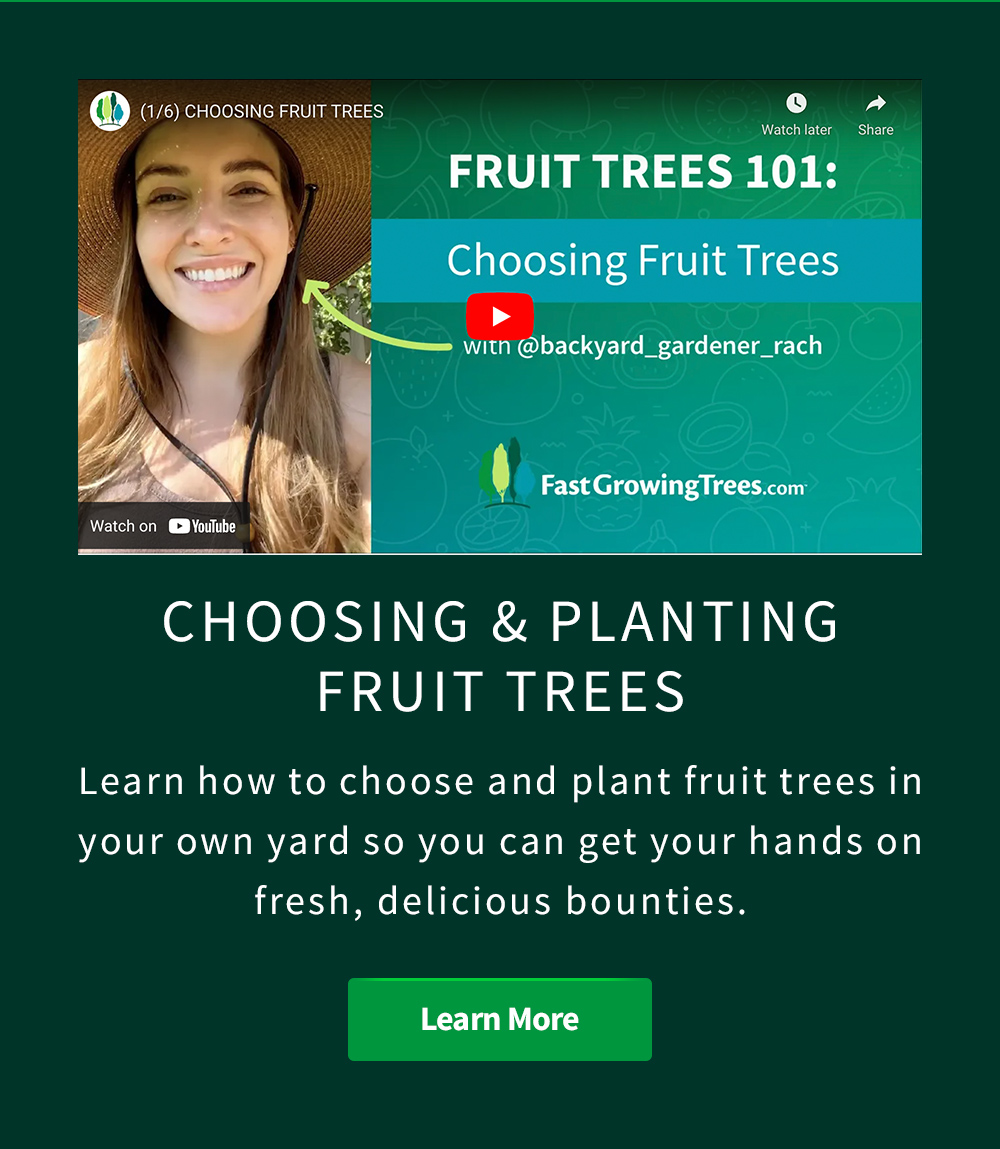 🍎🍐🍇 Fall Fruit? Say No More! Fast Growing Trees