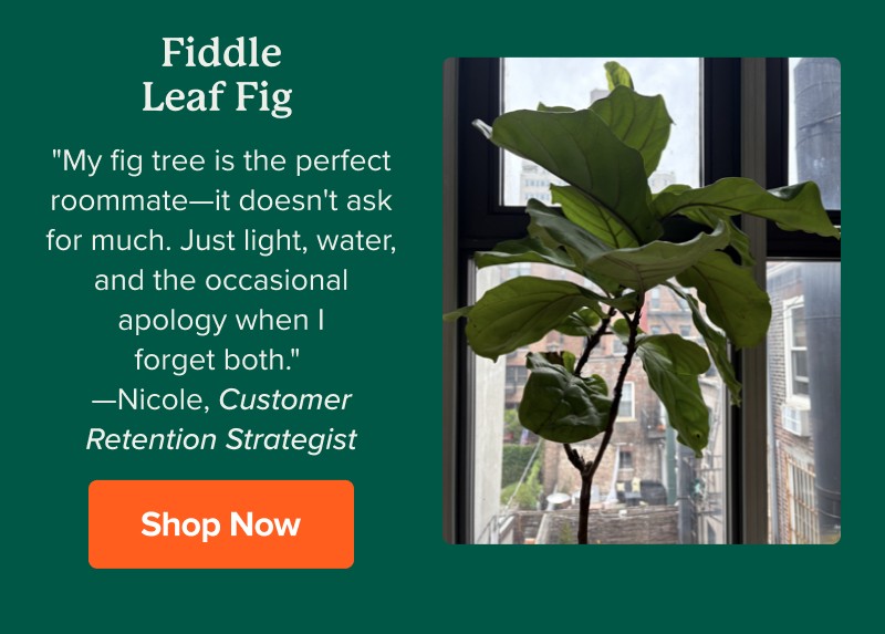Fiddle Leaf Fig "My fig tree is the perfect roommate—it doesn't ask for much. Just light, water, and the occasional apology when I forget both." —Nicole, Customer Retention Strategist Shop Now>>