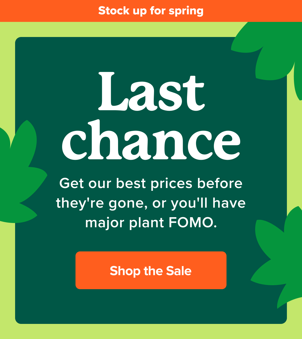 📣 LAST CHANCE 📣 Fast Growing Trees