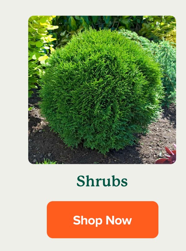 Shop Shrubs>>