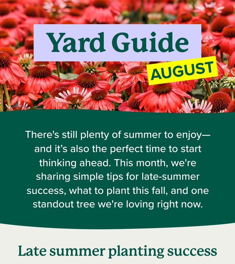 Yard Guide August There's still plenty of summer to enjoy—and it’s also the perfect time to start thinking ahead. This month, we're sharing simple tips for late-summer success, what to plant this fall, and one standout tree we're loving right now. Late summer planting success