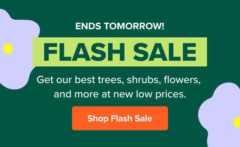 ENDS TOMORROW! FLASH SALE Get our best trees, shrubs, flowers, and more at new low prices. Shop Flash Sale