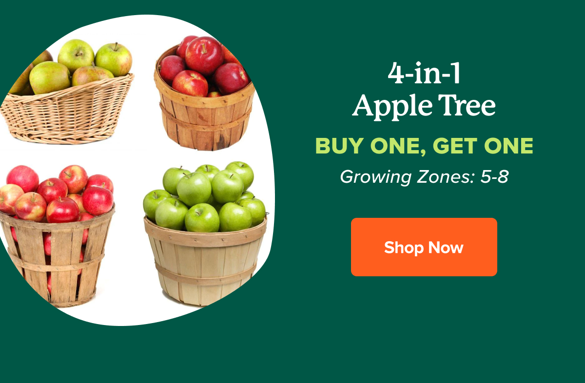 Fast Growing Trees, your FREE tall trees await Fast Growing Trees
