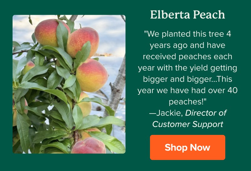 Elberta Peach "We planted this tree 4 years ago and have received peaches each year with the yield getting bigger and bigger...This year we have had over 40 peaches!" —Jackie, Director of Customer Support Shop Now>>