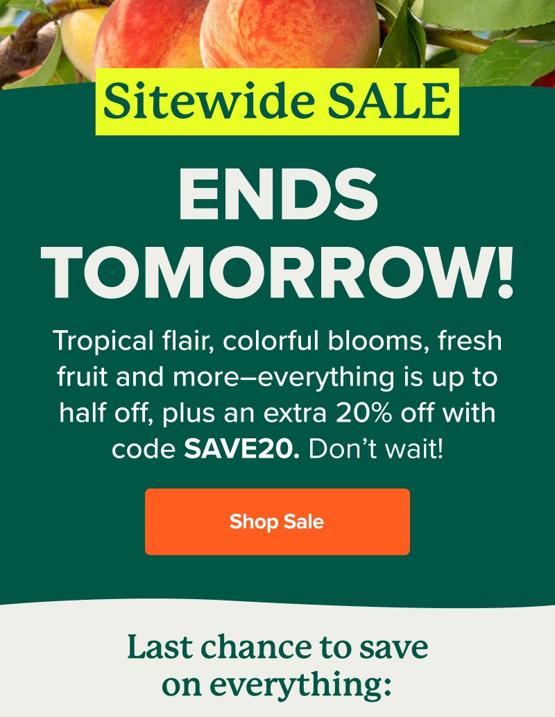 Sitewide SALE ENDS TOMORROW. Tropical flair, colorful blooms, fresh fruit and more–everything is up to half off, plus an extra 20% off with code SAVE20. Don’t wait! SHOP SALE>>