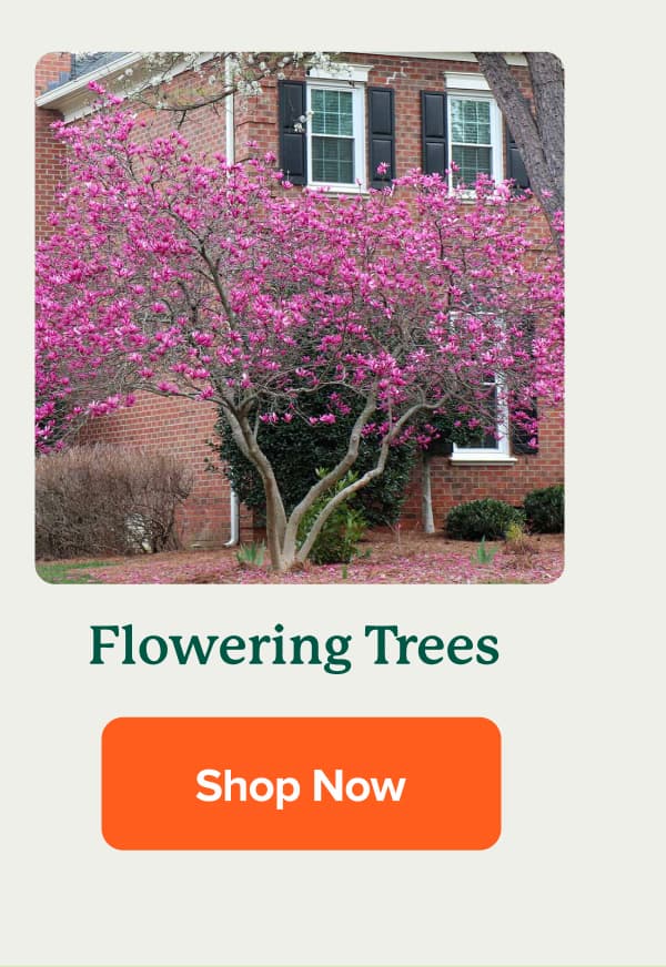 Shop Flowering Trees>>