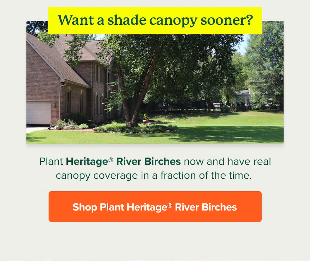 Plant&nbsp;Heritage® River Birches&nbsp;now and have real canopy coverage in a fraction of the time.&nbsp; SHOP PLANT HERITAGE RIVER BIRCHES>>>>