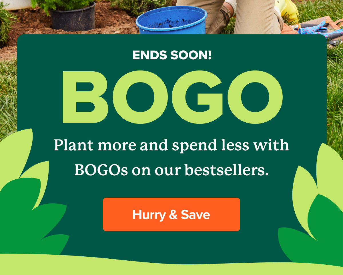 👀 THESE JUST IN Fast Growing Trees