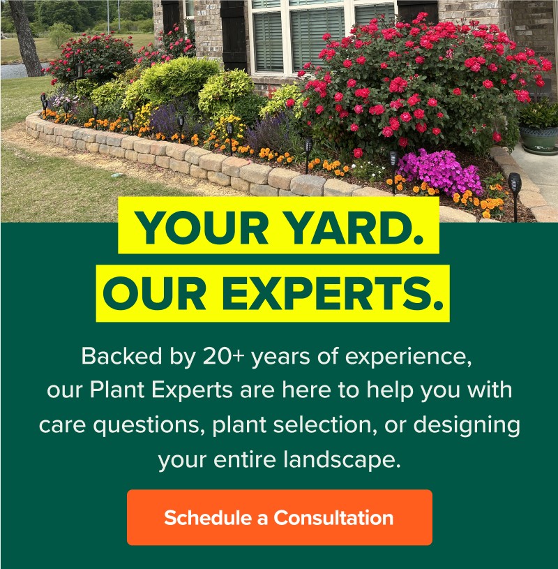Your yard. Our experts. Backed by 20+ years of experience, our Plant Experts are here to help you with care questions, plant selection, or designing your entire landscape. SCHEDULE A CONSULTATION>>
