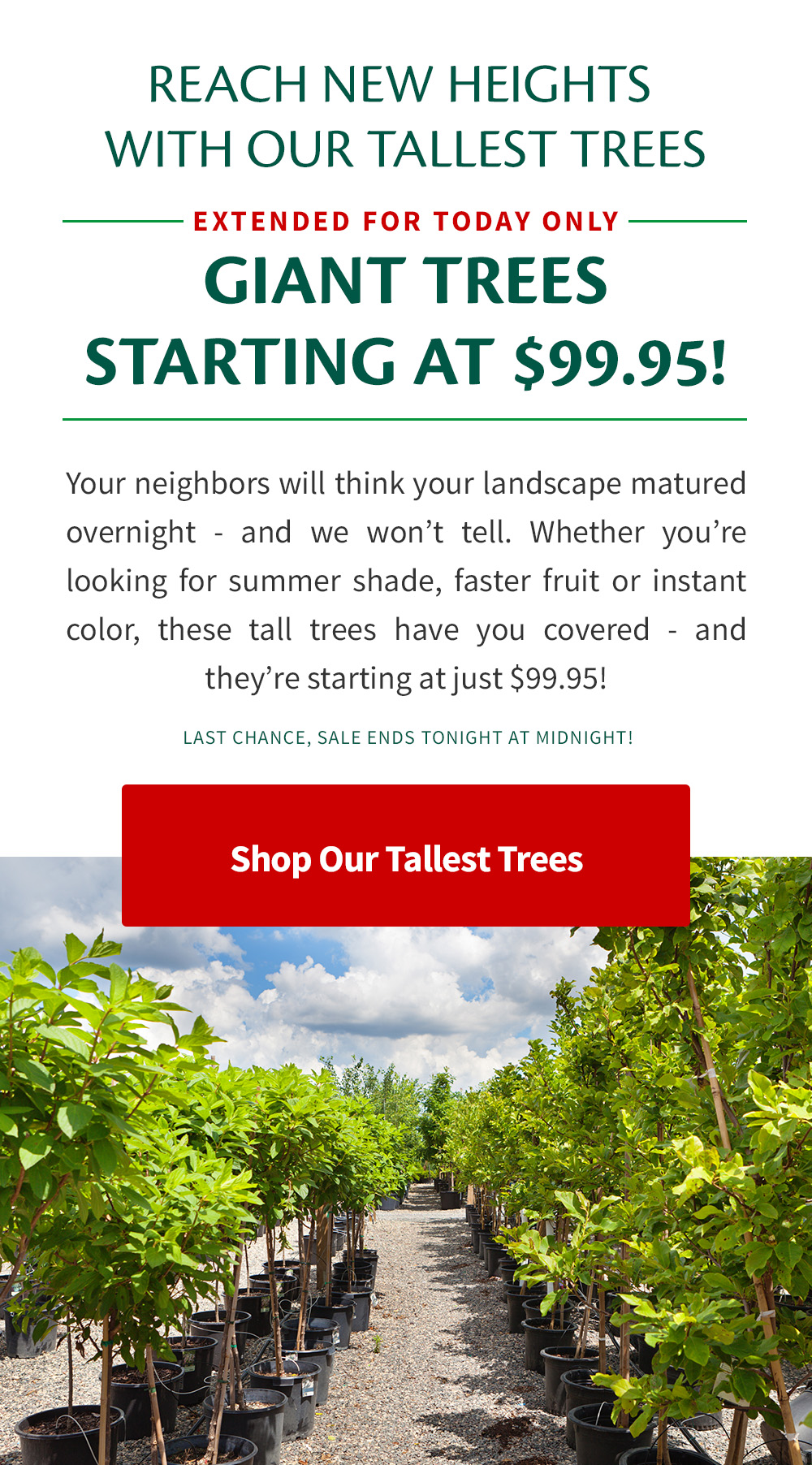 📏🌲Tall Trees for Less than 100?! Fast Growing Trees