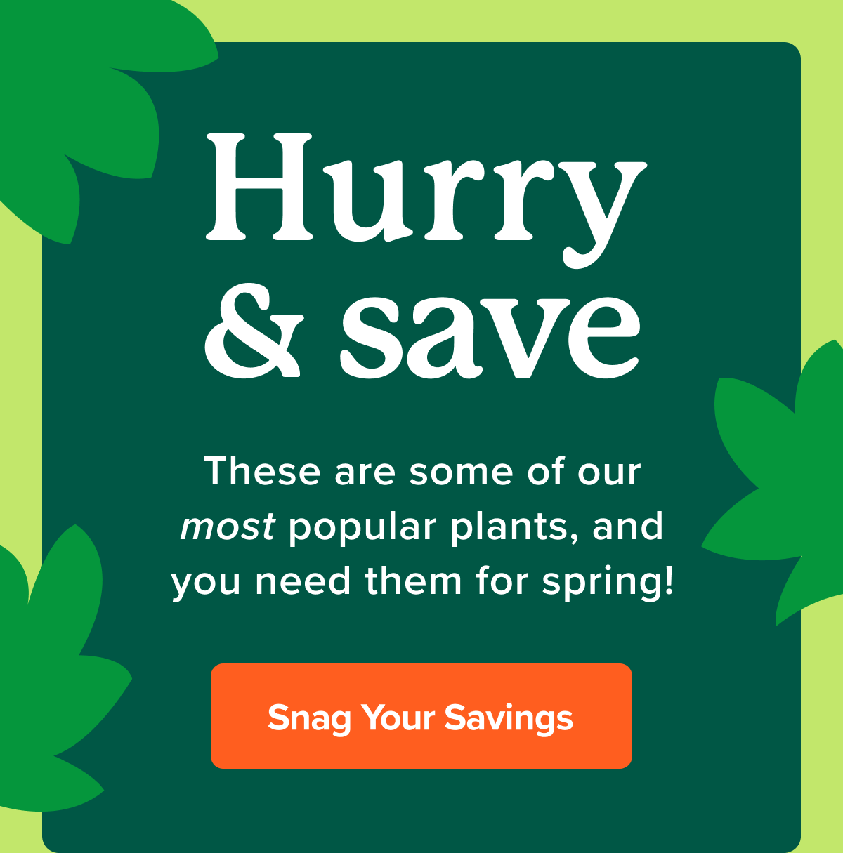 PSA Plant sale alert 🚨 Fast Growing Trees