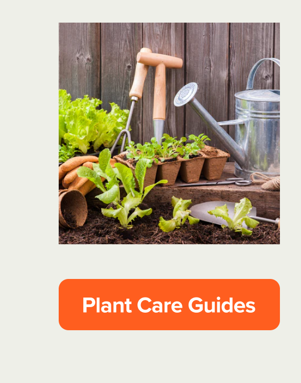 plant care guides