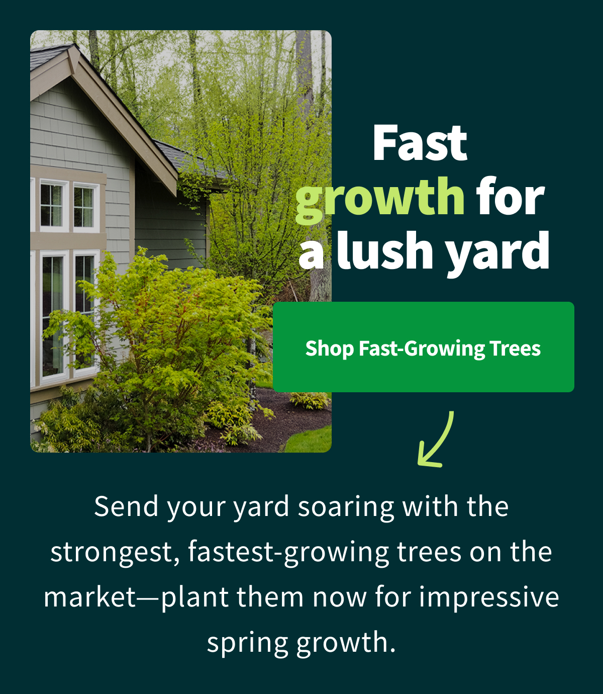 Want your trees to skyrocket? Fast Growing Trees