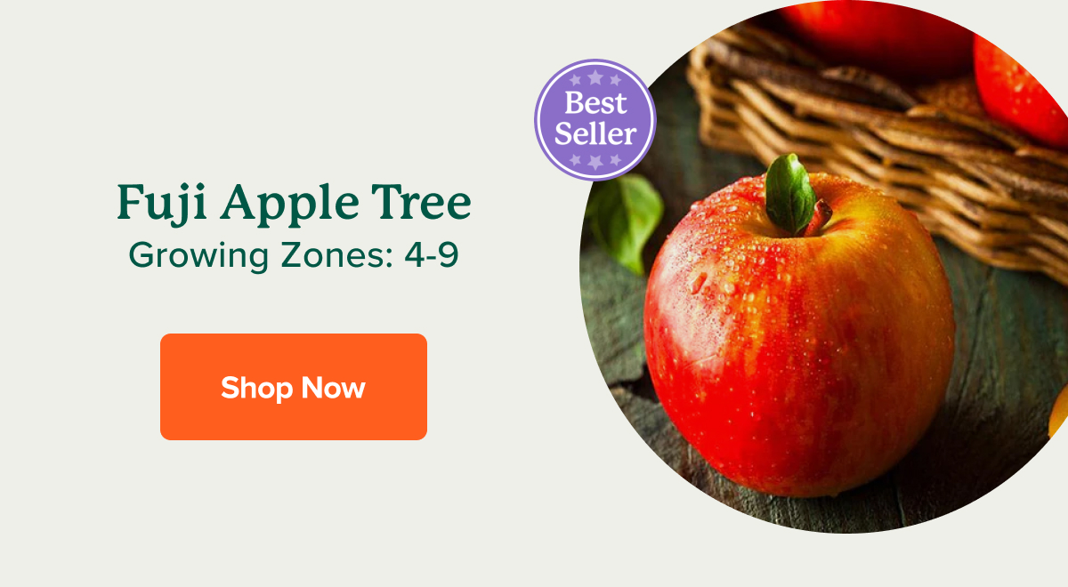 🍎 Grow your own apples Fast Growing Trees