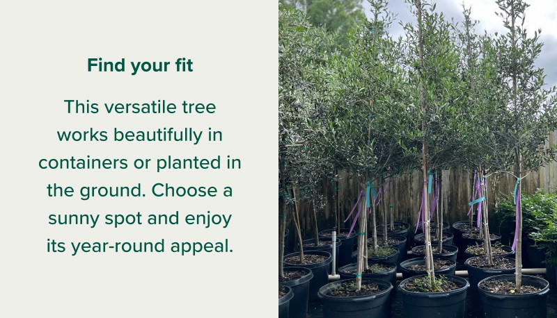Find your fit This versatile tree works beautifully in containers or planted in the ground. Choose a sunny spot and enjoy its year-round appeal.