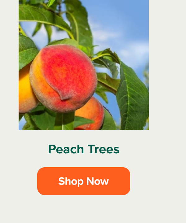 Straight from your yard to your kitchen Fast Growing Trees
