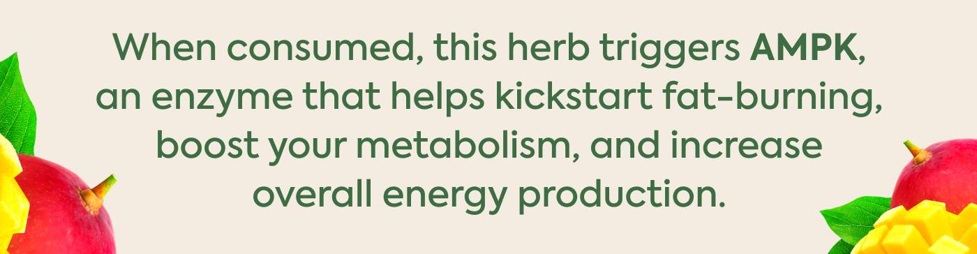 When consumed, this herb triggers AMPK, an enzyme that helps kickstart fat-burning, boost your metabolism, and increase overall energy production