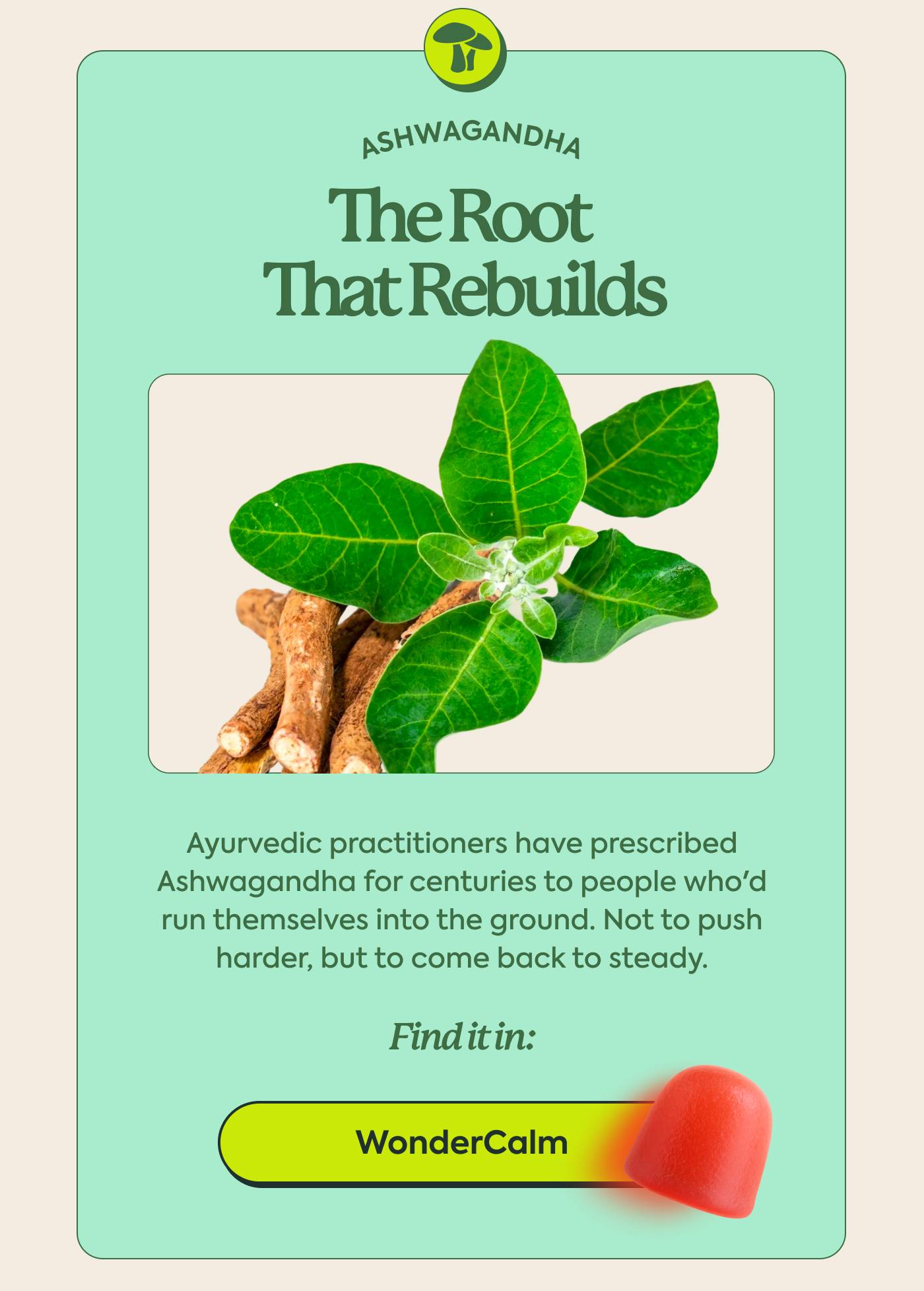 ASHWAGANDHA - The Root That Rebuilds | Ayurvedic practitioners have prescribed  Ashwagandha for centuries to people who'd  run themselves into the ground. Not to push  harder, but to come back to steady. Find it in: WonderCalm