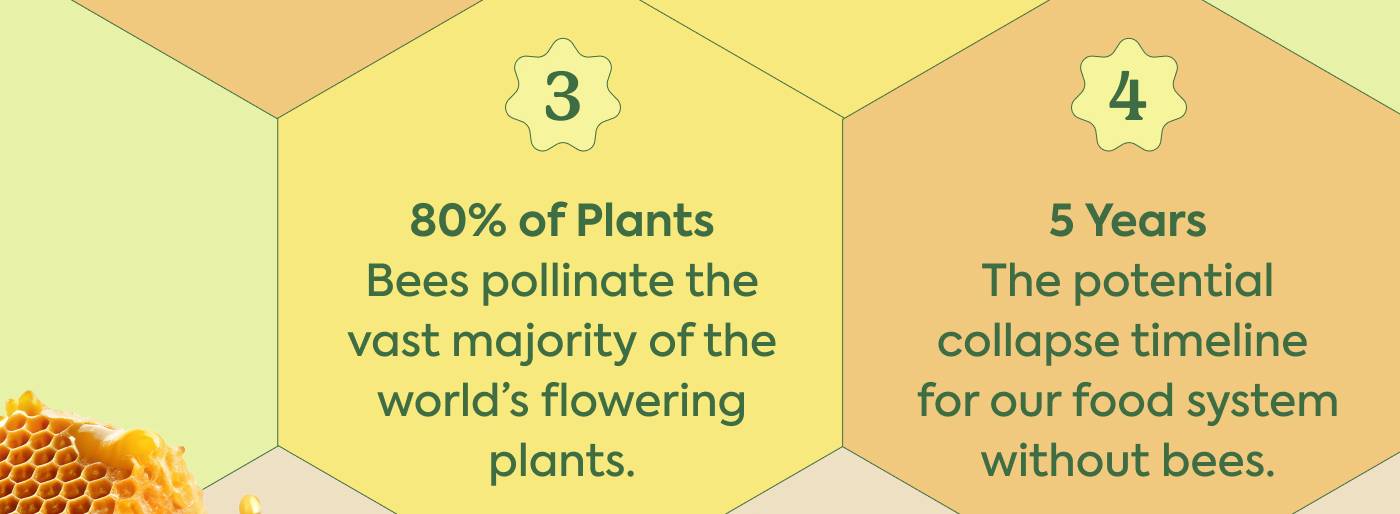 3. 80% of plants: Bees pollinate the vast majority of the world’s flowering plants. 4. 5 years: The potential collapse timeline for our food system without bees.