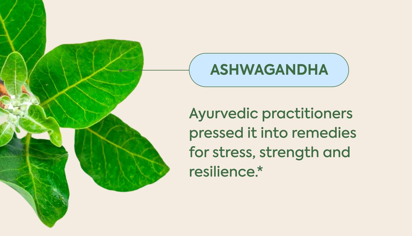 ASHWAGANDA - Ayurvedic practitioners pressed it into remedies  for stress, strength and resilience 