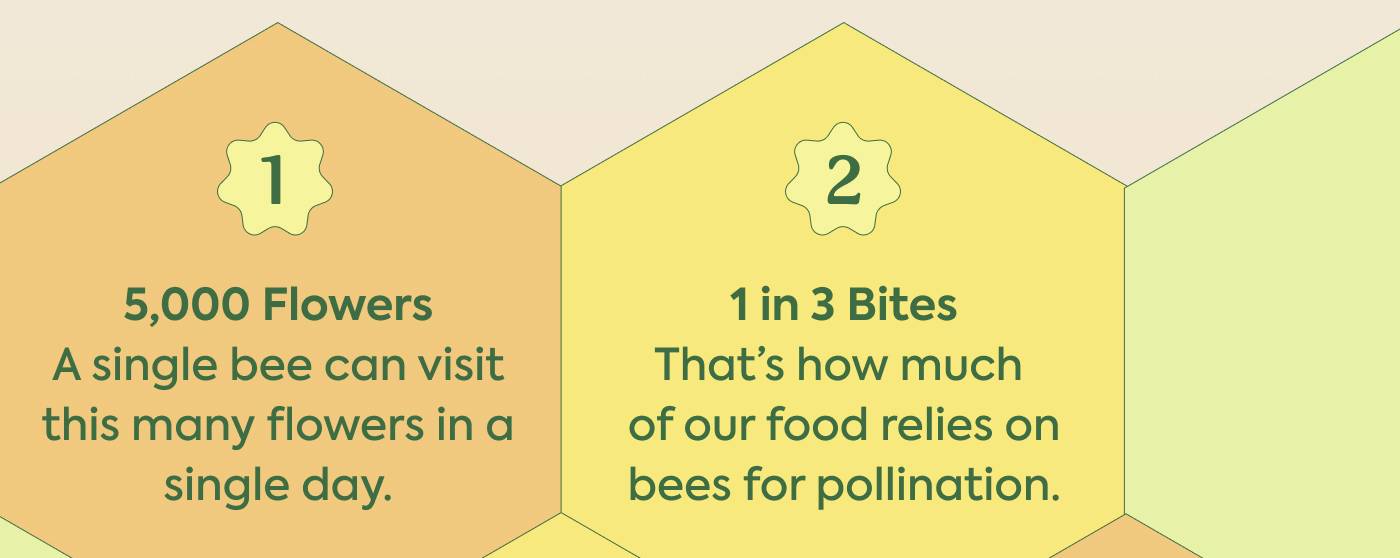1. 5,000 flowers: A single bee can visit this many flowers in a single day. 2. 1 in 3 bites: That’s how much of our food relies on bees for pollination.