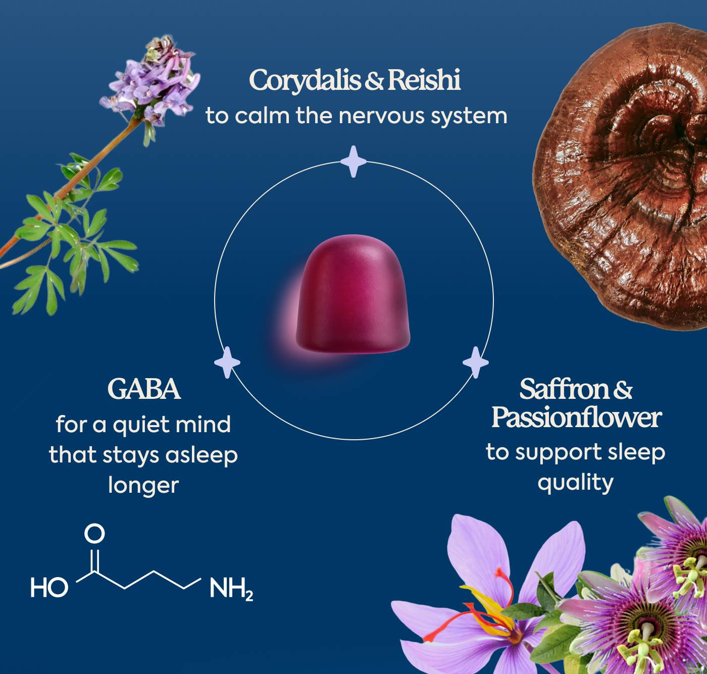 Corydalis + Reishi to calm the nervous system | GABA for a quiet mind that stays asleep longer | Saffron & Passionflower to support sleep quality
