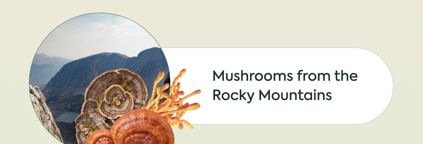 Mushrooms from the Rocky Mountains