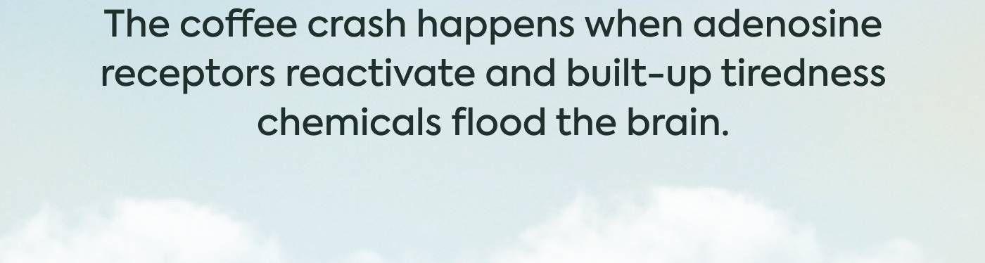 The coffee crash happens when adenosine receptors reactivate and built-up tiredness chemicals flood the brain.  The coffee crash happens when adenosine receptors reactivate and built-up tiredness chemicals flood the brain.