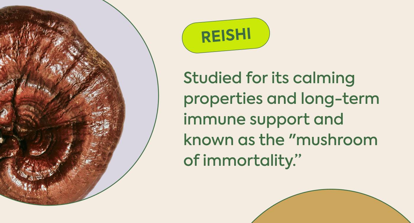 • Reishi: Studied for its calming properties and long-term immune support and known as the "mushroom of immortality.”