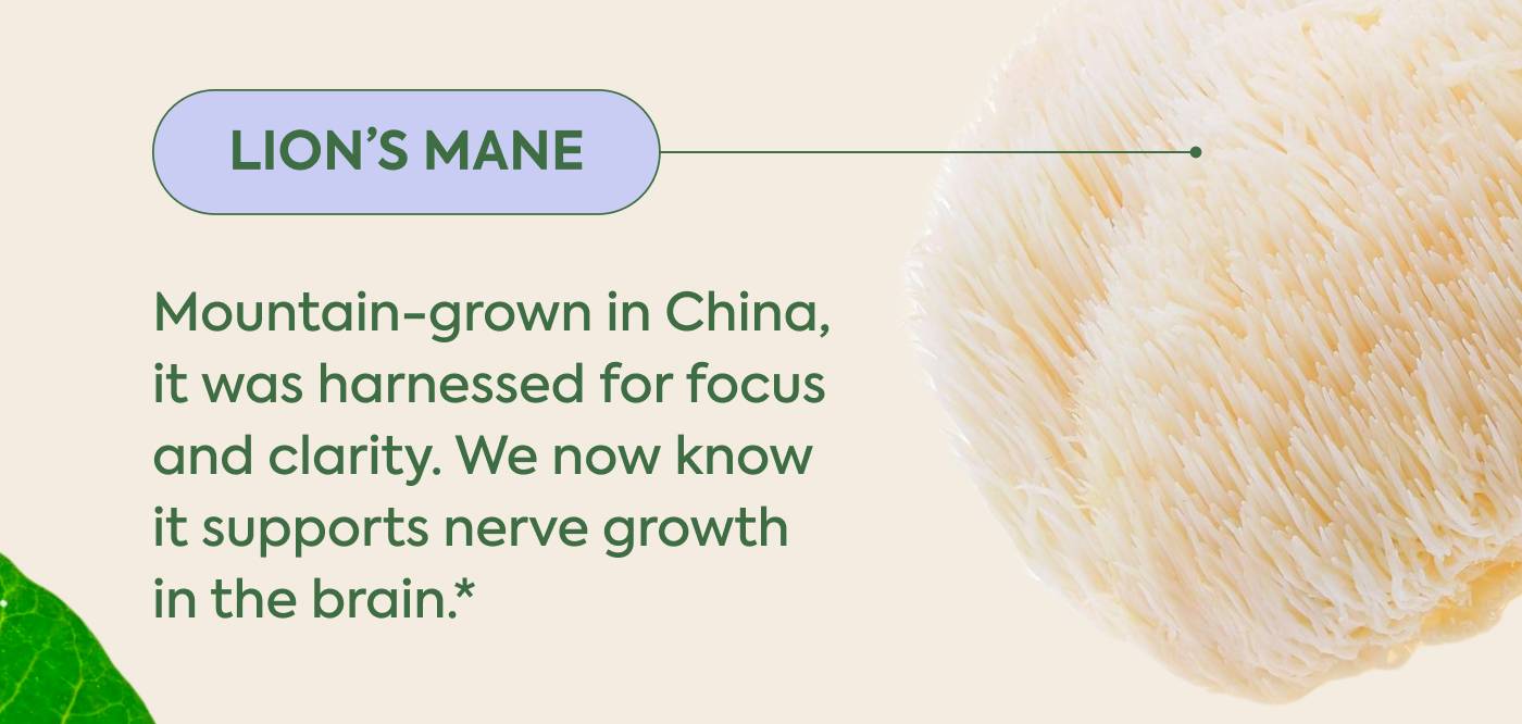 LION'S MANE - Mountain-grown in China, it was harnessed for focus and clarity. We now know it supports nerve growth in the brain*